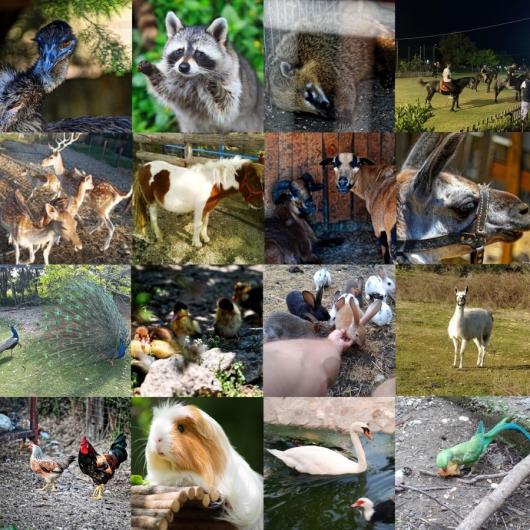 ZOO PARK - ΚΤΗΜΑ ΠΟΛΥΖΩΓΟΠΟΥΛΟΥ - ΠΟΛΥΖΩΓΟΠΟΥΛΟΣ ΠΕΡΙΚΛΗΣ